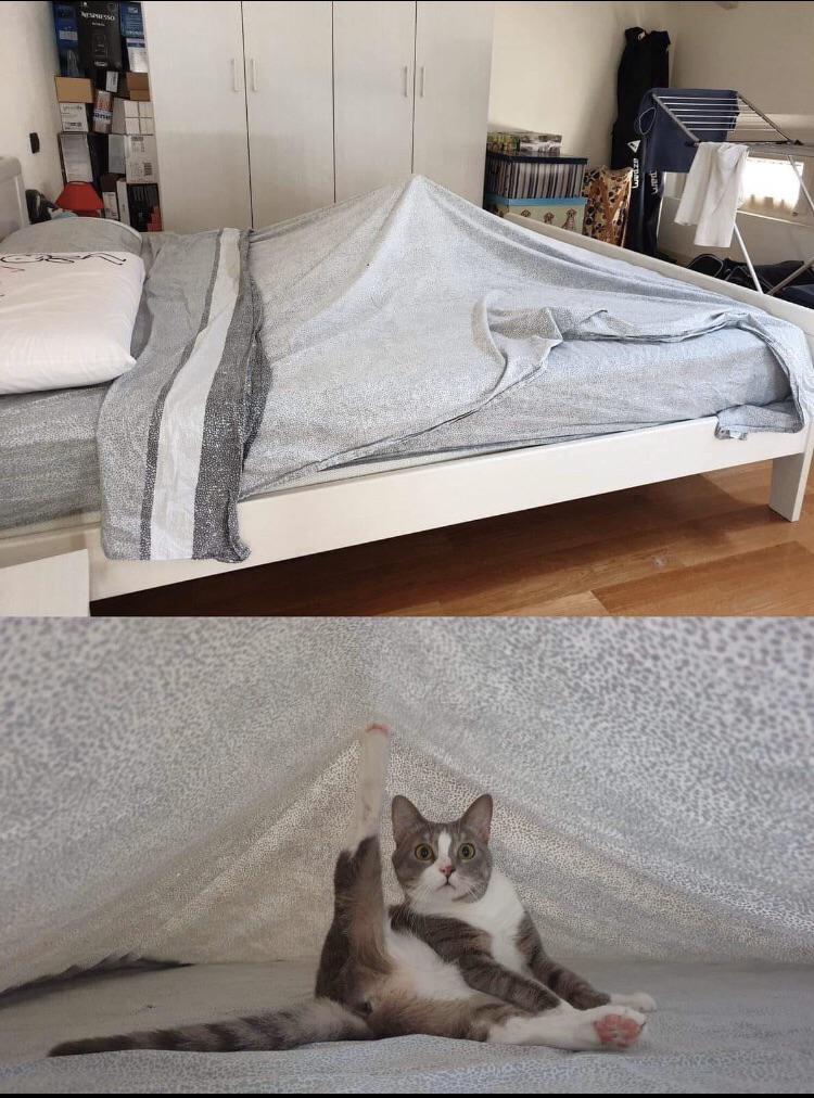 Puss pitches tent. 