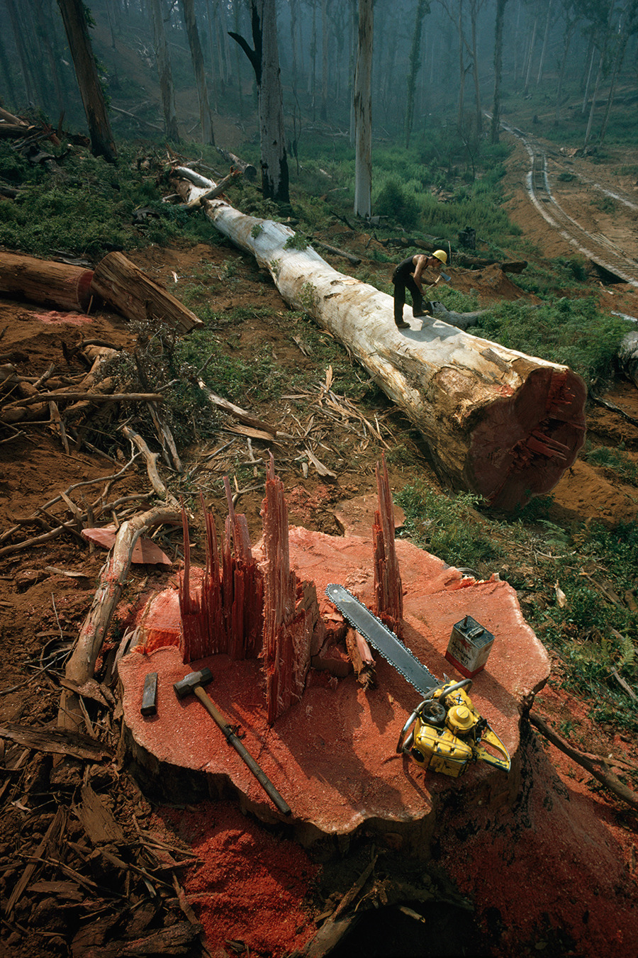 Making saw dust circa 1962