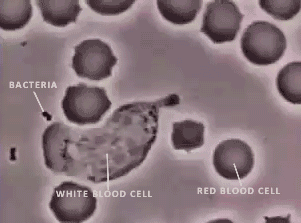 A white blood cell doing its trabajo.