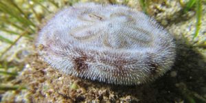 This is what a live sand dollar looks like