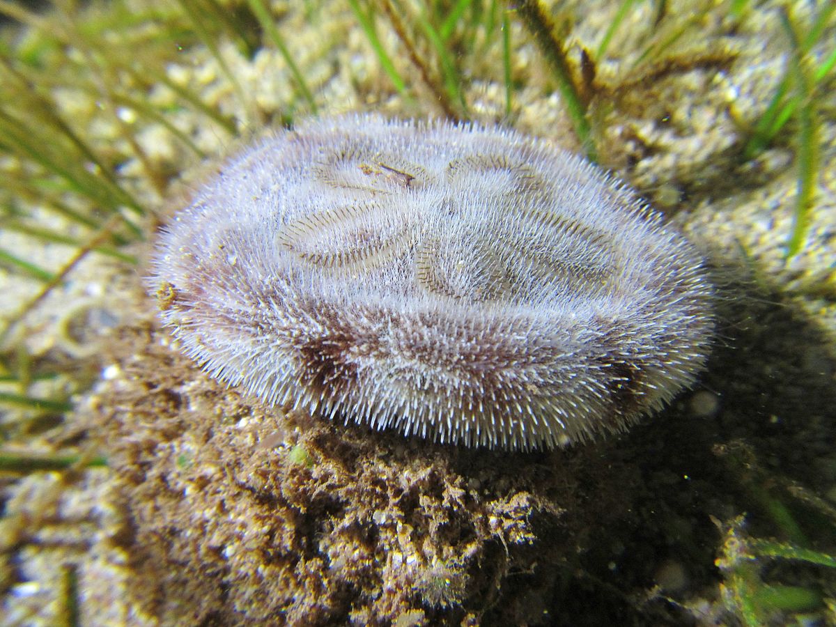 This is what a live sand dollar looks like