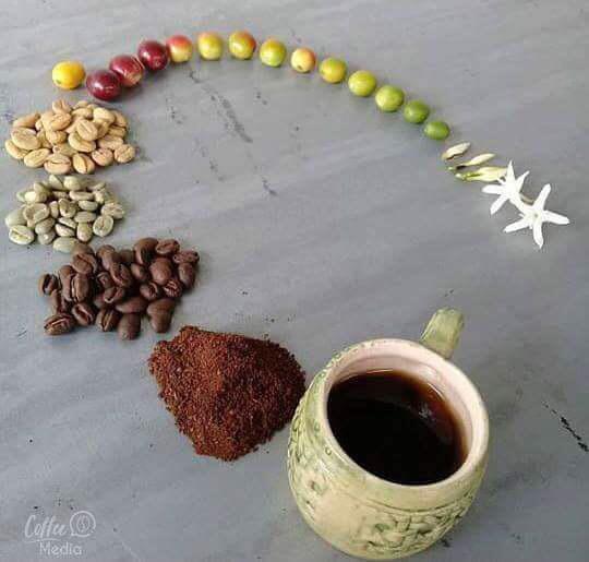 The circle of coffee.