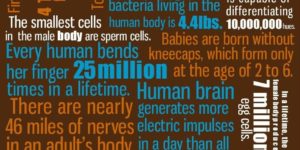 Facts about the Human Body.