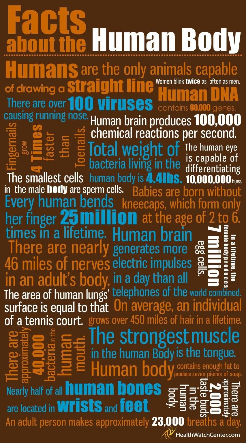 Facts about the Human Body.