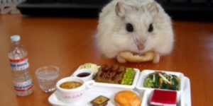 Tiny+hamster+enjoying+a+tiny+nutritious+lunch