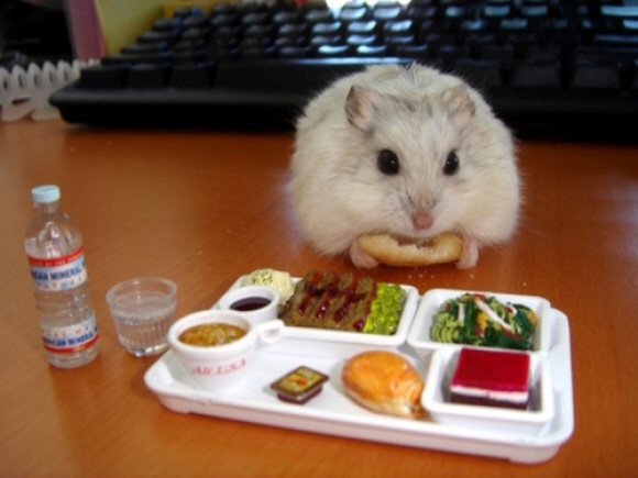 Tiny hamster enjoying a tiny nutritious lunch