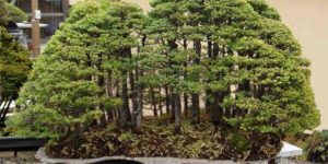 Bonsai forest