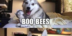 Pun Husky Just Can’t Help It