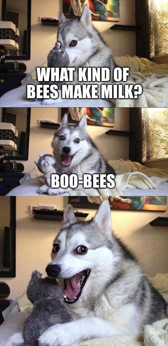 Pun Husky Just Can't Help It
