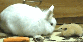 Rabbit is mildly concerned.