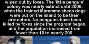 Penguin guards