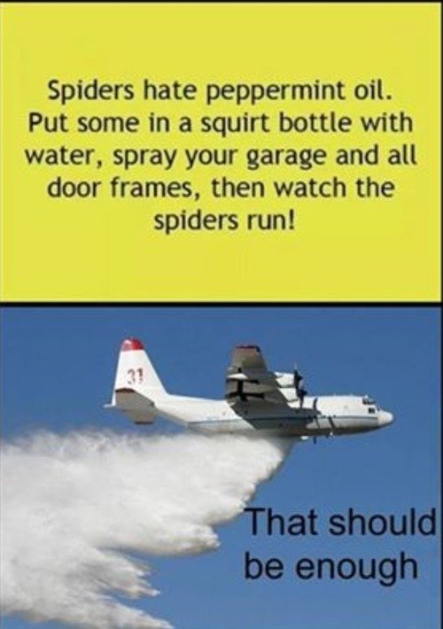 Dealing with spiders.