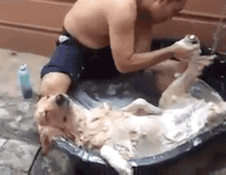 Just washing the dog