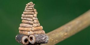 Bagworm moth caterpillar collects and saws little sticks to construct elaborate spiral log cabins to live in