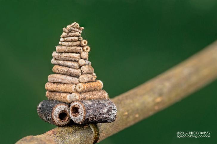 Bagworm moth caterpillar collects and saws little sticks to construct elaborate spiral log cabins to live in