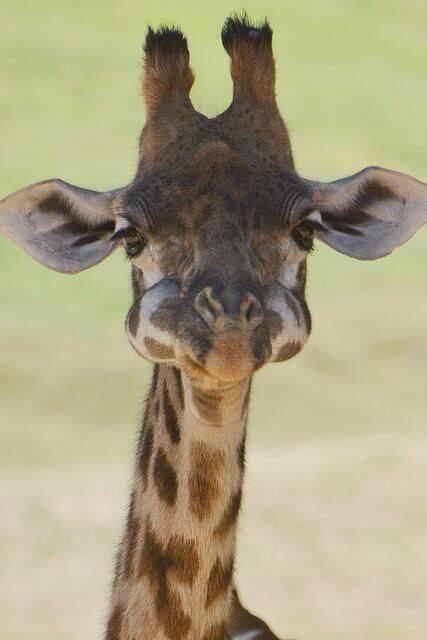 What's in your mouth, adorable baby Giraffe?!