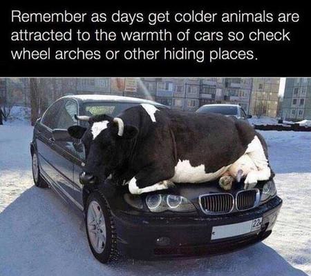 Winter is mooing.