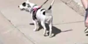 Apple Maps street view is blurring out doge butt bits.