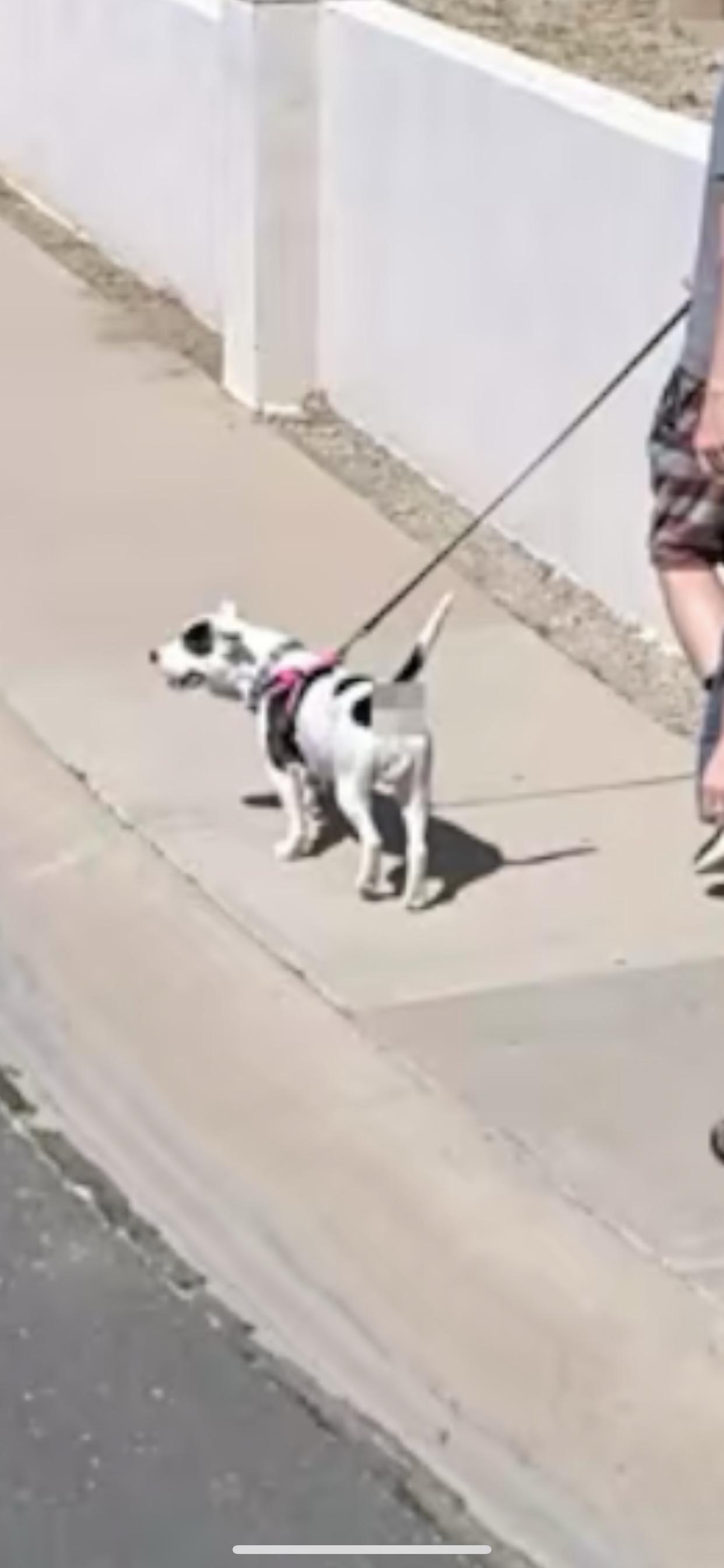 Apple Maps street view is blurring out doge butt bits. 