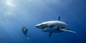 Scuba diver with Great White Shark