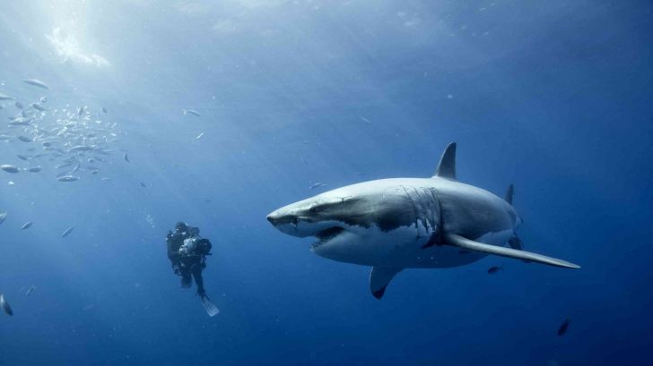 Scuba diver with Great White Shark