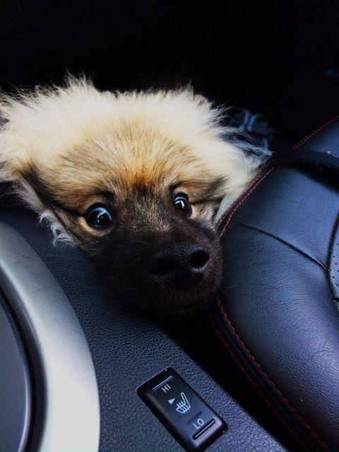 Dogs face in the car wash