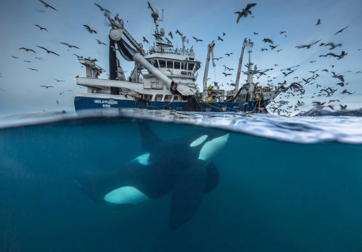 2016 Wildlife Photography finalist