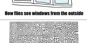 How flies see windows.