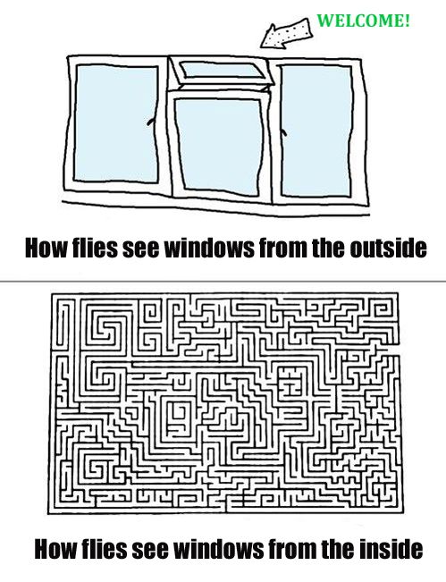 How flies see windows.