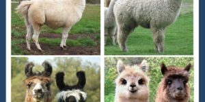 Llama vs. Alpaca