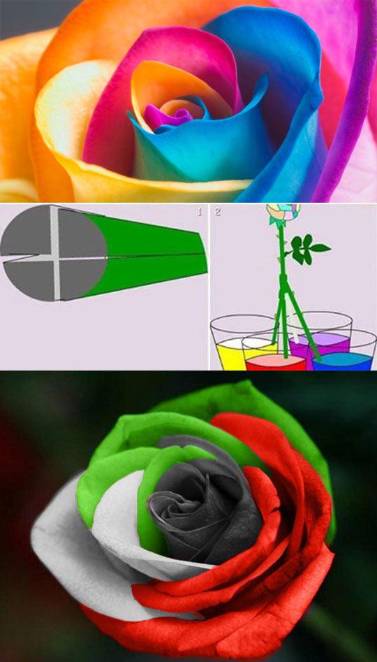 How To Easily Make A Multicolored Rose