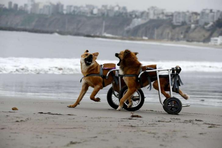 Two paraplegic dogs having a good time at the beach