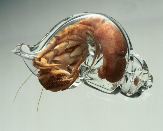 Hermit crab in a glass shell