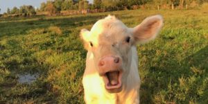 Cows are big rainbow fans, apparently.