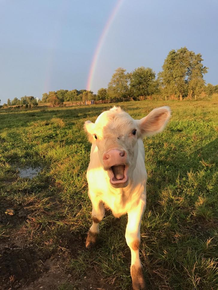 Cows are big rainbow fans, apparently.