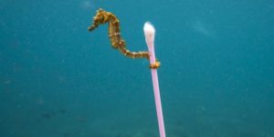 Seahorse carrying a Q-tip for some reason.