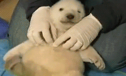 Just a baby polar bear.