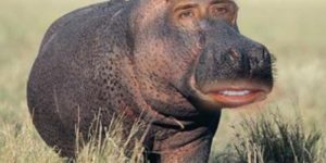 Hippolas Cage.