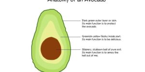 Anatomy of an Avocado.