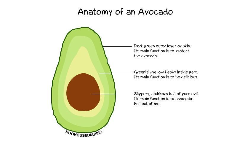 Anatomy of an Avocado.