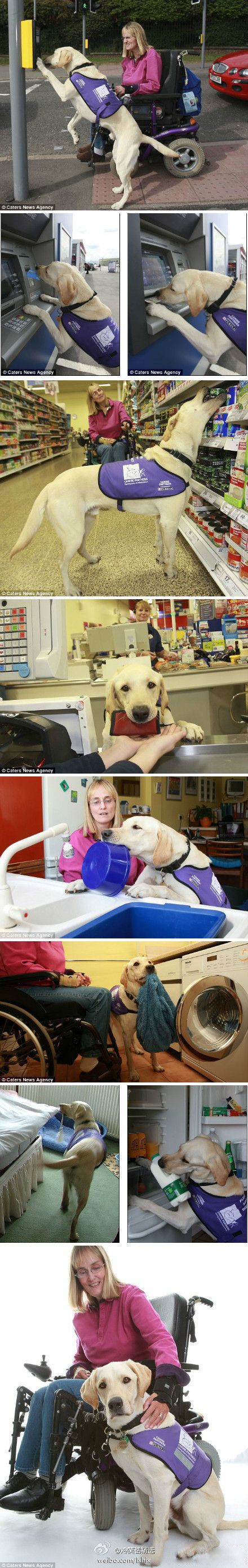 Some dogs are better than others.