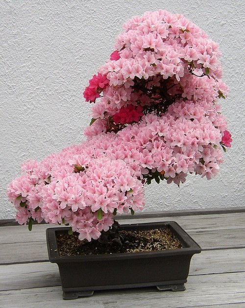 Bonsai cherry tree.