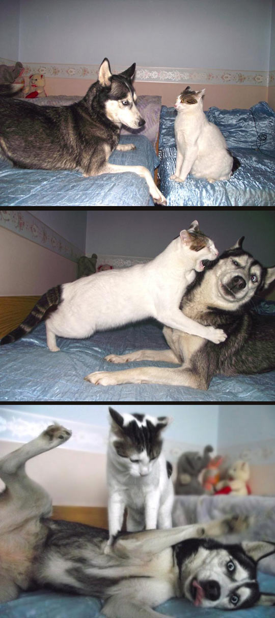 Cat vs. Dog.