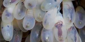 Octopus Eggs