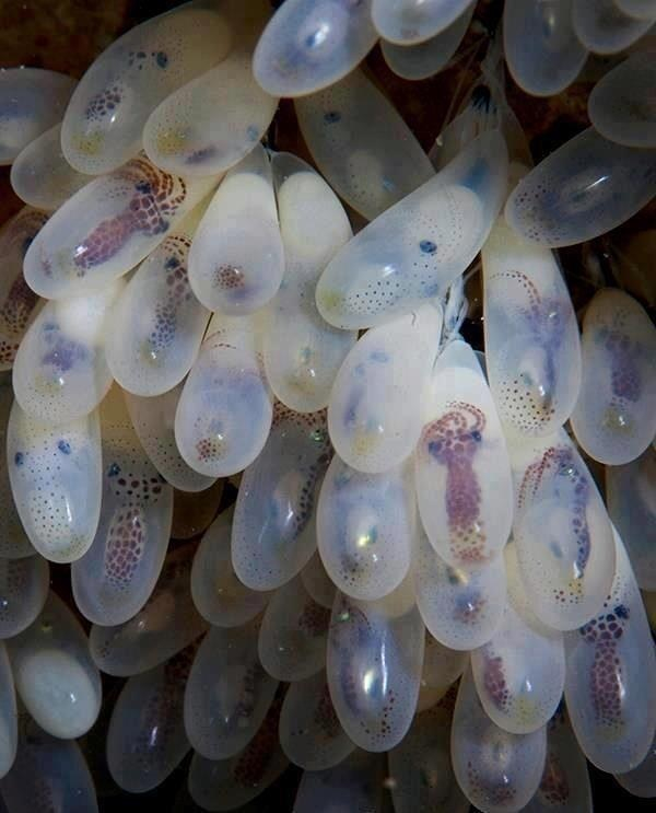 Octopus Eggs