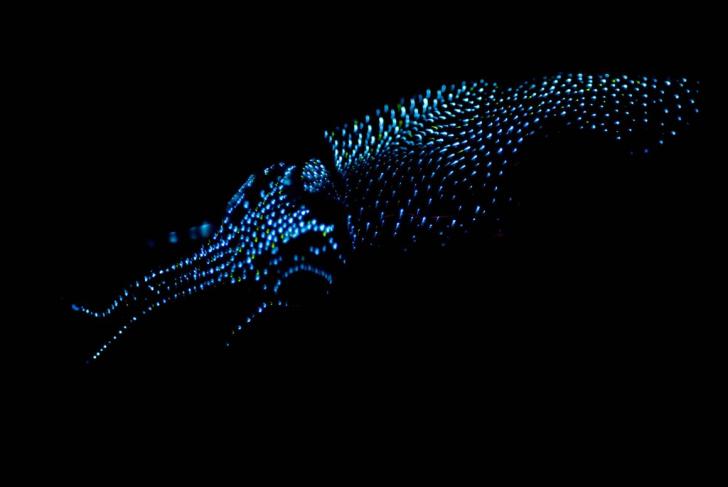 bioluminescent firefly squid