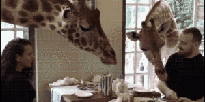 Giraffes make terrible dinner guests.