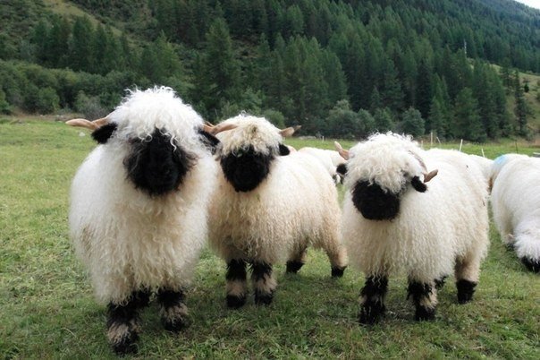 They are so fluffy