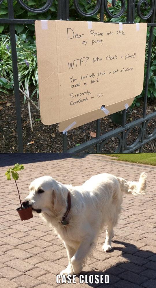 Who Steals A Plant?