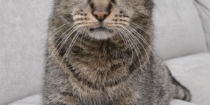 Nutmeg, the world’s oldest cat, passed away on the 14 of September 2017 at the age of 32.